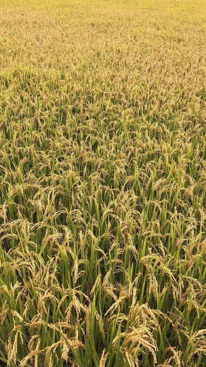 大理象牙白米种植基地稻谷水稻图4