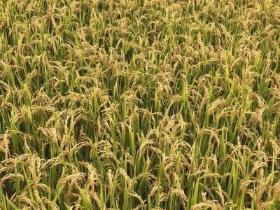 大理象牙白米种植基地稻谷水稻图4