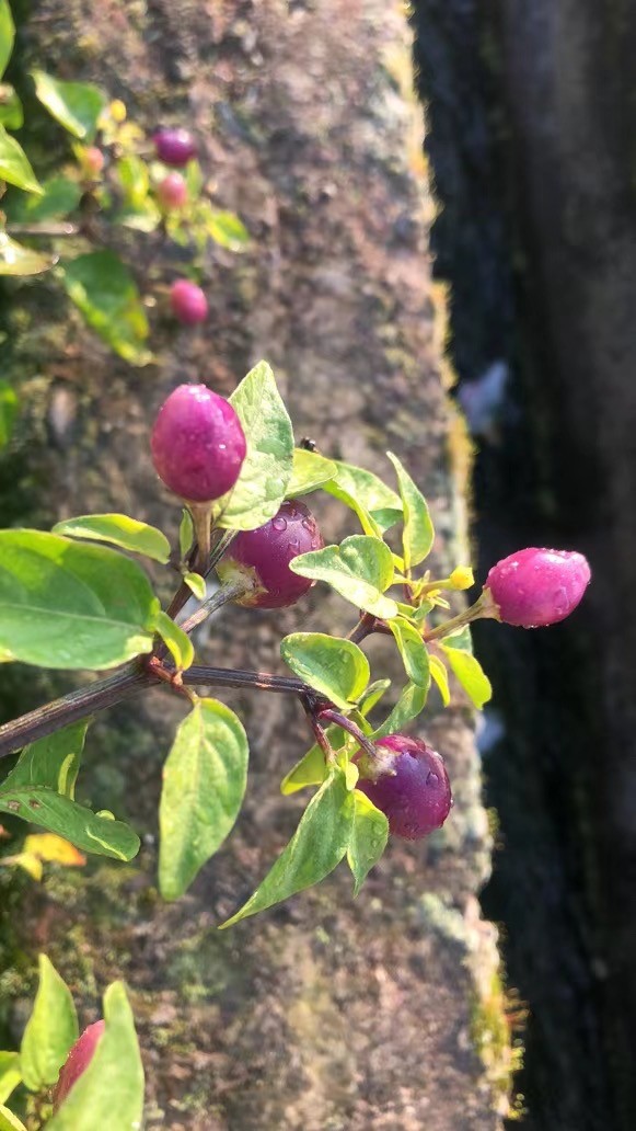 大理冲天辣椒小圆辣椒紫辣椒种植基地供应量50吨图2