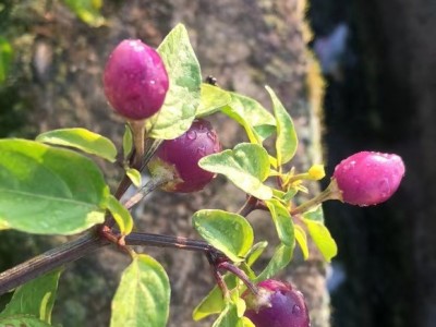 大理冲天辣椒小圆辣椒紫辣椒种植基地供应量50吨图2