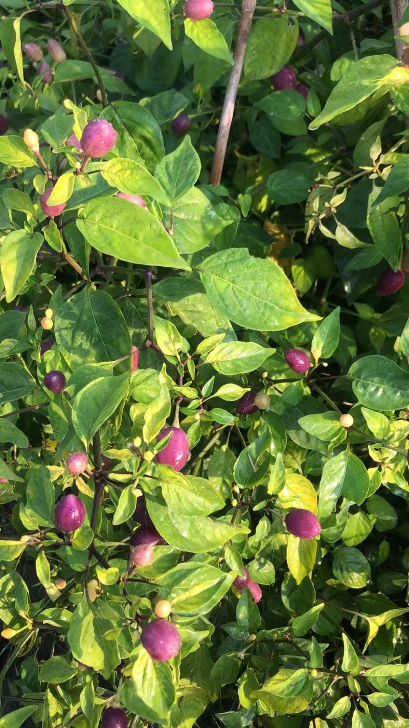 大理冲天辣椒小圆辣椒紫辣椒种植基地供应量50吨图3