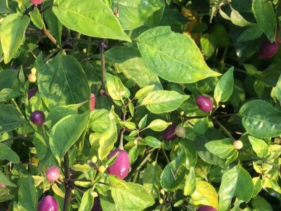 大理冲天辣椒小圆辣椒紫辣椒种植基地供应量50吨图3