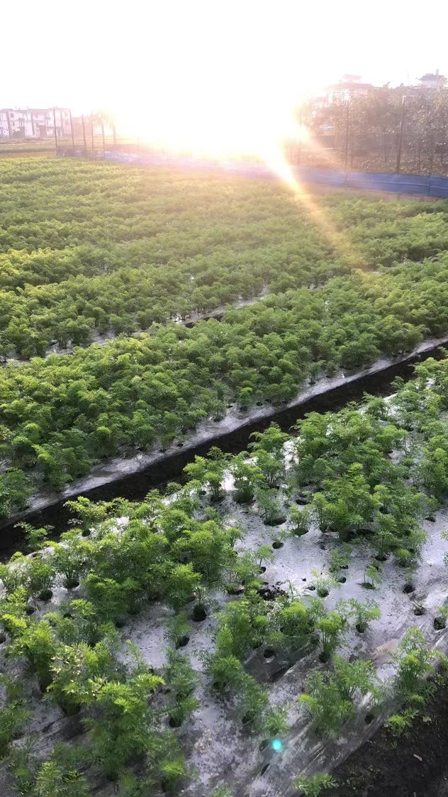 大理冲天辣椒小圆辣椒紫辣椒种植基地供应量50吨图4
