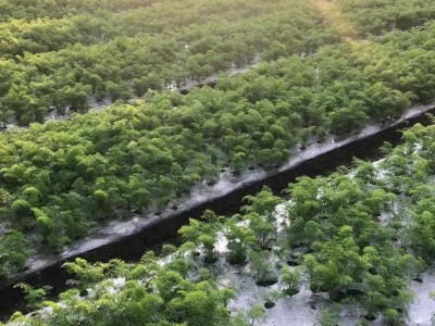 大理冲天辣椒小圆辣椒紫辣椒种植基地供应量50吨图4