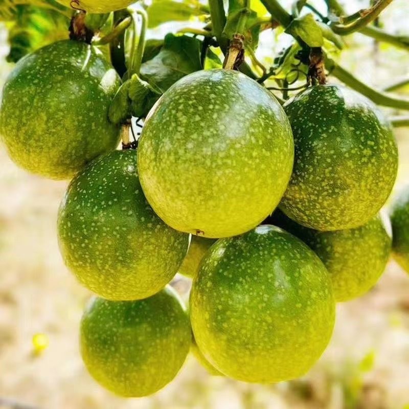 玉溪黄金百香果种植基地图1