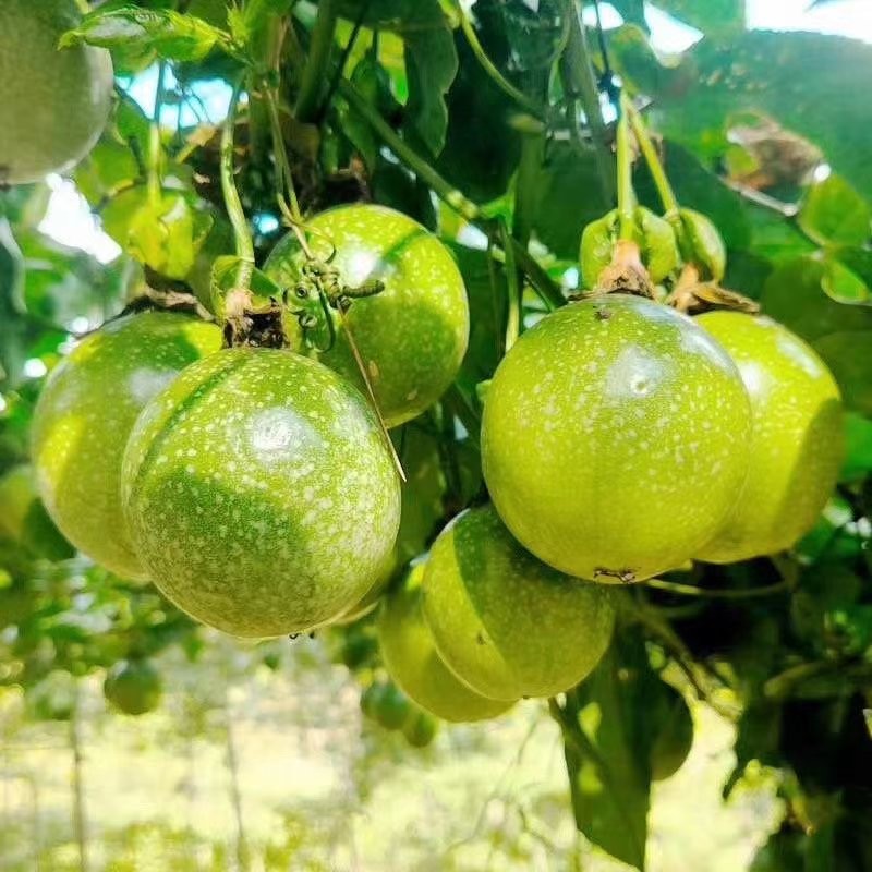 玉溪黄金百香果种植基地图2