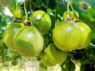 玉溪黄金百香果种植基地图2