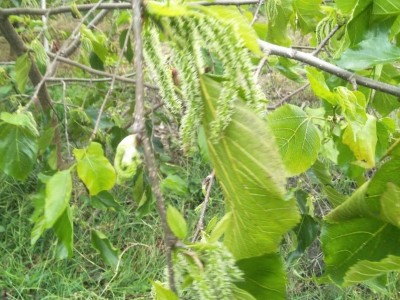 长果桑大理桑葚种植基地供应量10顿图3