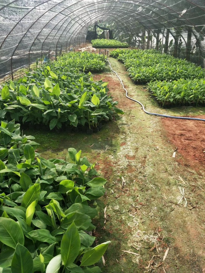 大理芭蕉种植芭蕉苗小芭蕉树香蕉种植基地图3