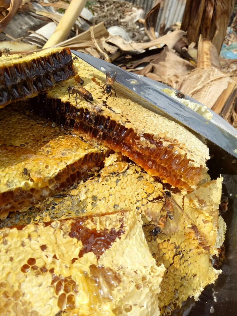 普洱黑蜂蜜蜜蜂养殖基地大量黑蜂蜜酸蜂蜜养殖峰桶图3