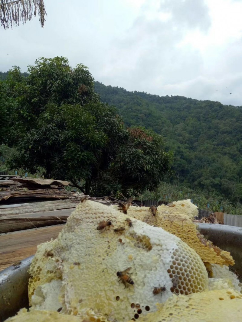 普洱黑蜂蜜蜜蜂养殖基地大量黑蜂蜜酸蜂蜜养殖峰桶图4