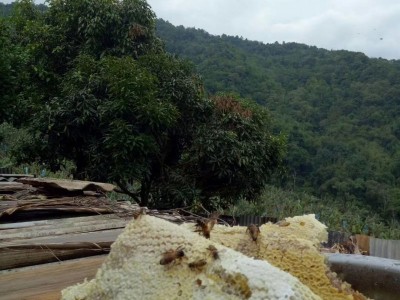 普洱黑蜂蜜蜜蜂养殖基地大量黑蜂蜜酸蜂蜜养殖峰桶图4