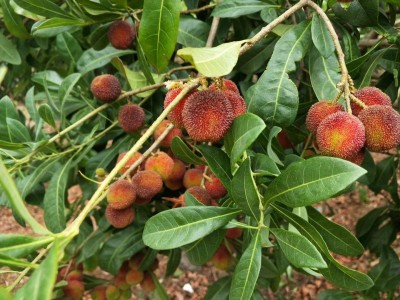大理杨梅种植基地大树杨梅