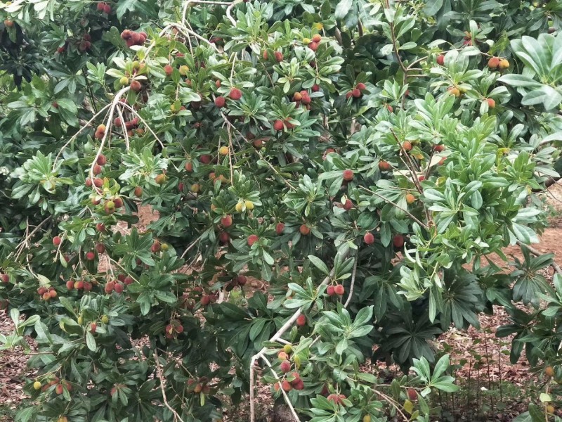 大理杨梅种植基地大树杨梅图2