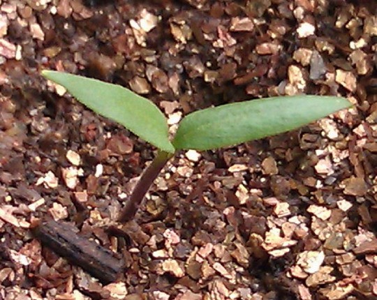 大理辣椒种植基地图1