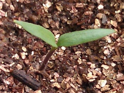 大理辣椒种植基地