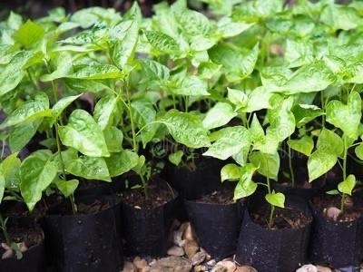 大理辣椒种植基地图2