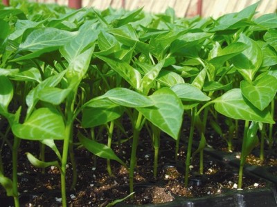 大理辣椒种植基地图3