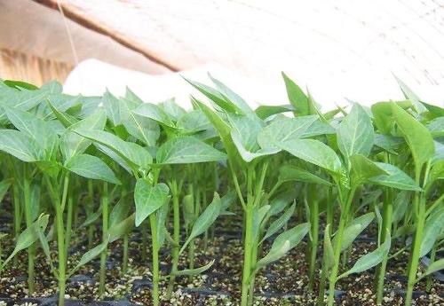 大理辣椒种植基地图4