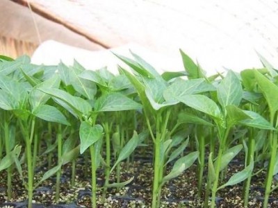 大理辣椒种植基地图4
