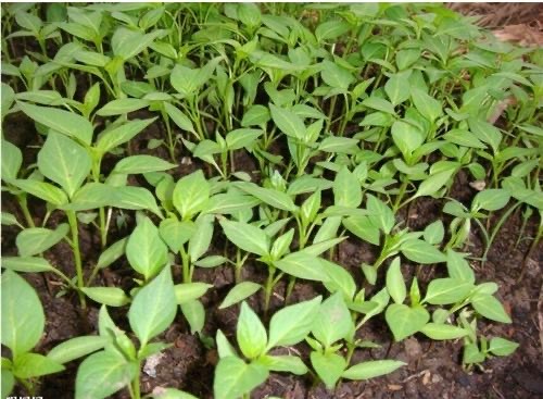 大理辣椒种植基地图5