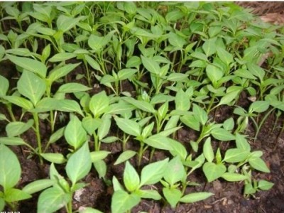 大理辣椒种植基地图5