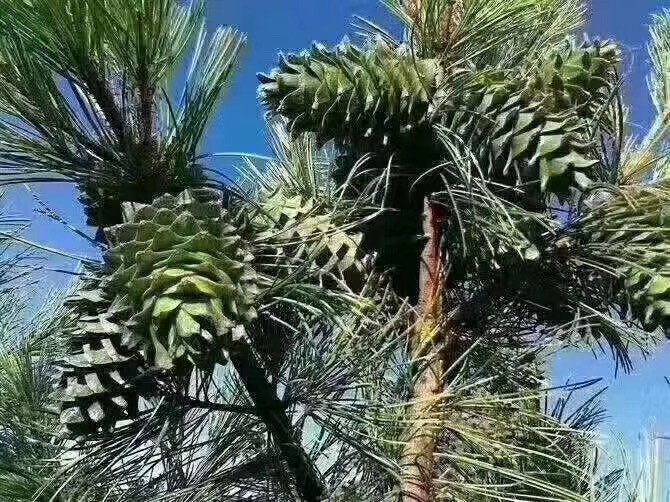 大理松子种植基地落水松子图1