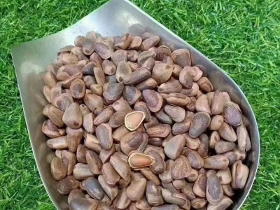 大理松子种植基地落水松子图3