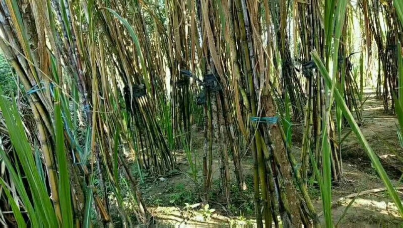 普洱地区甘蔗种植基地供应量500吨图2