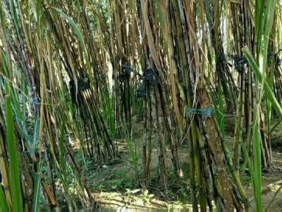普洱地区甘蔗种植基地供应量500吨图2