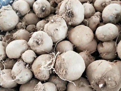魔芋种子魔芋种苗大理魔芋种植基地种苗基地大量供应收购魔芋种苗
