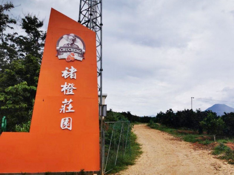 保山龙陵褚橙种植基地图1