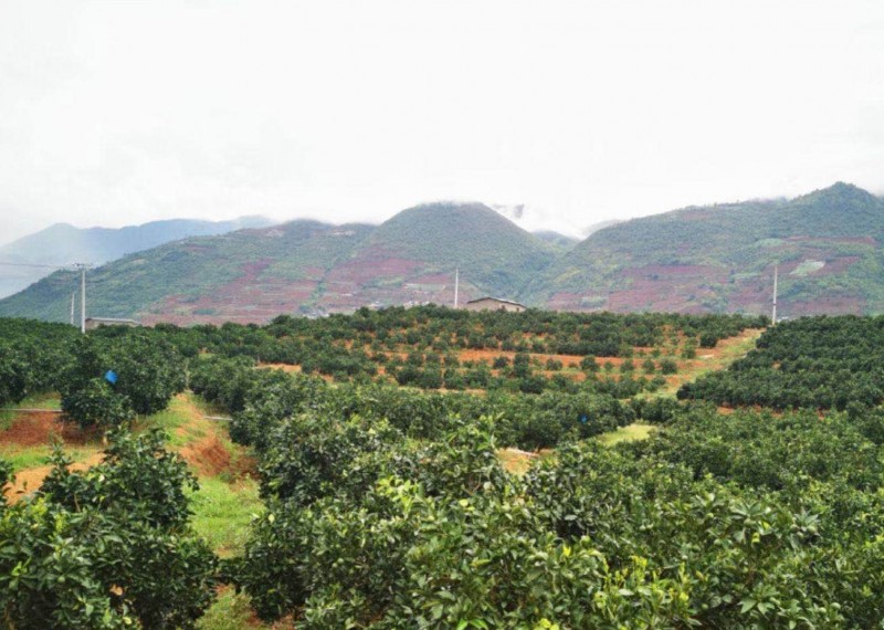 保山龙陵褚橙种植基地图3
