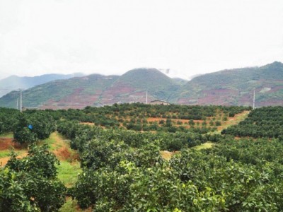 保山龙陵褚橙种植基地图3
