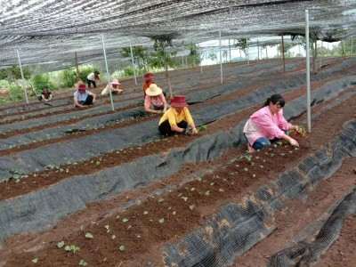 大理滇重楼粉质重楼种植基地300亩供应量300吨图2