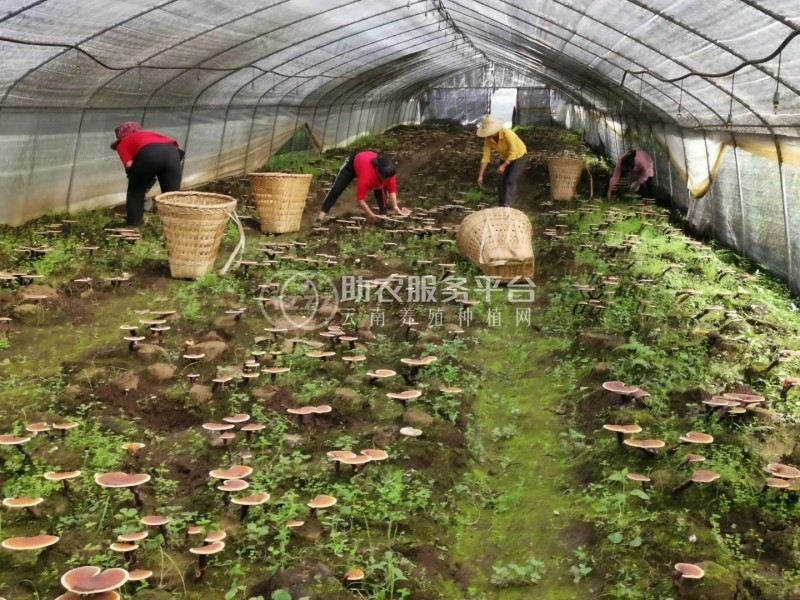 大理永平林下灵芝种植基地供应量250吨图2