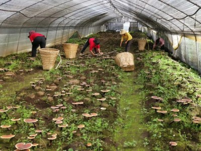 大理永平林下灵芝种植基地供应量250吨图2