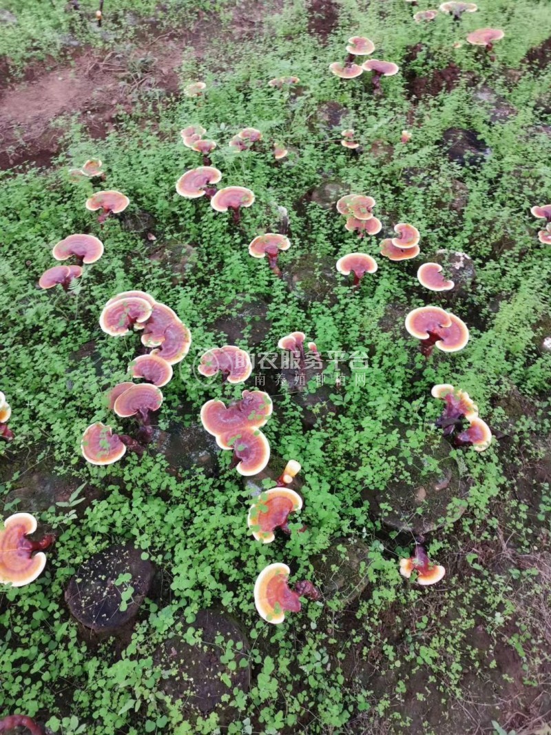 大理永平林下灵芝种植基地供应量250吨图3