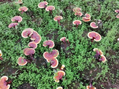 大理永平林下灵芝种植基地供应量250吨图3