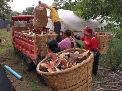 大理永平林下灵芝种植基地供应量250吨图4