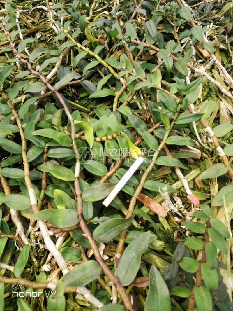 保山石斛种植基地供应量1200顿新鲜石斛干石斛花图1
