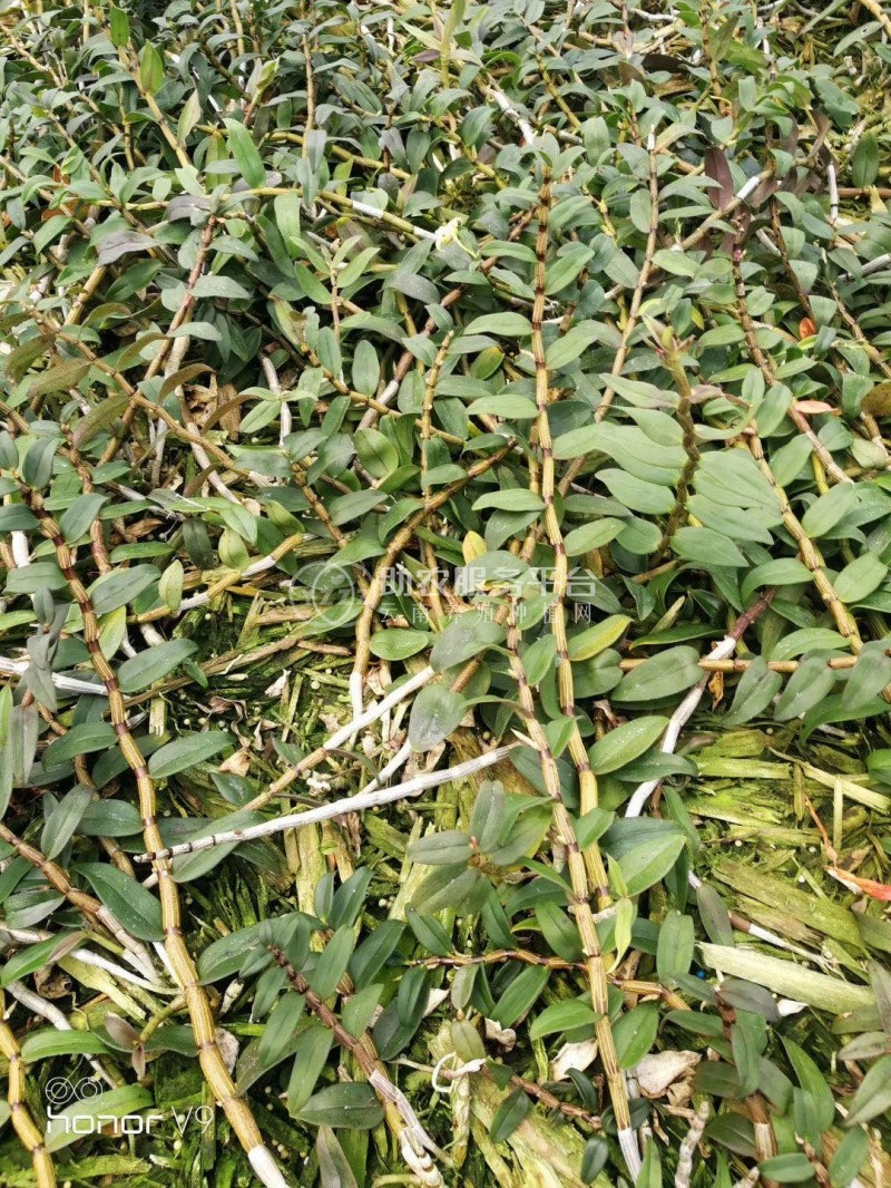 保山石斛种植基地供应量1200顿新鲜石斛干石斛花图2