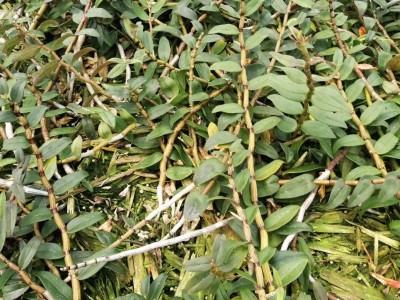 保山石斛种植基地供应量1200顿新鲜石斛干石斛花图2