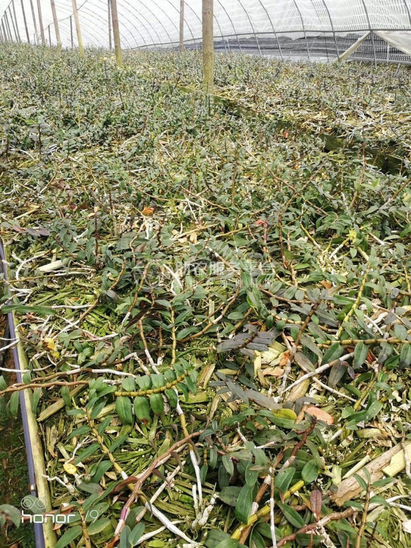 保山石斛种植基地供应量1200顿新鲜石斛干石斛花图3