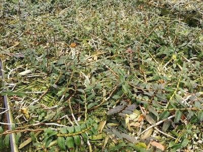 保山石斛种植基地供应量1200顿新鲜石斛干石斛花图3