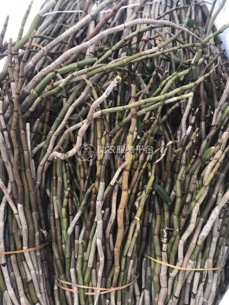保山石斛种植基地供应量1200顿新鲜石斛干石斛花图4
