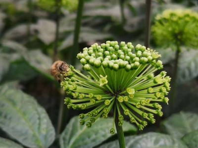 文山三七种植基地供应量3000顿生态种植