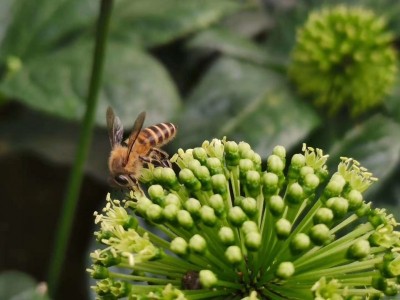 文山三七种植基地供应量3000顿生态种植图3