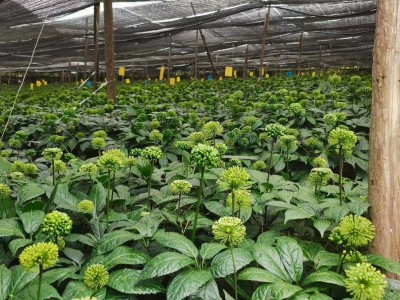 文山三七种植基地供应量3000顿生态种植图4