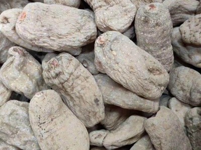 昭通天麻种植基地供应量1548吨图2
